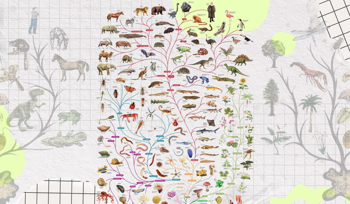 Иллюстрация дерева жизни, показывающая эволюционные связи между различными видами.